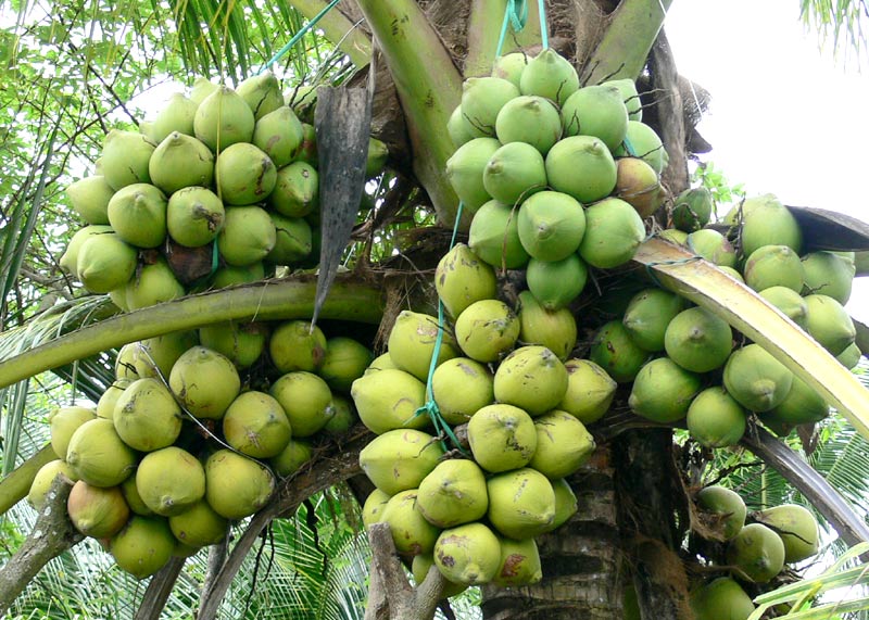 than gáo dừa