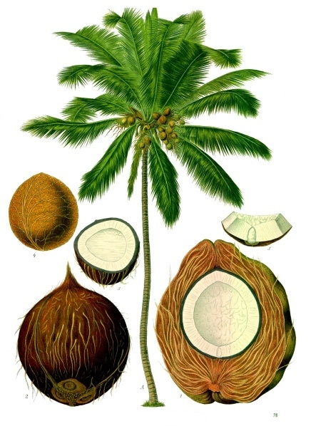 than gáo dừa